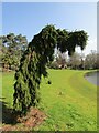 TQ0657 : RHS Wisley - Weeping Pine by Colin Smith