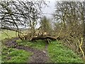 SK1920 : Footpath blocked by fallen tree by Jonathan Hutchins