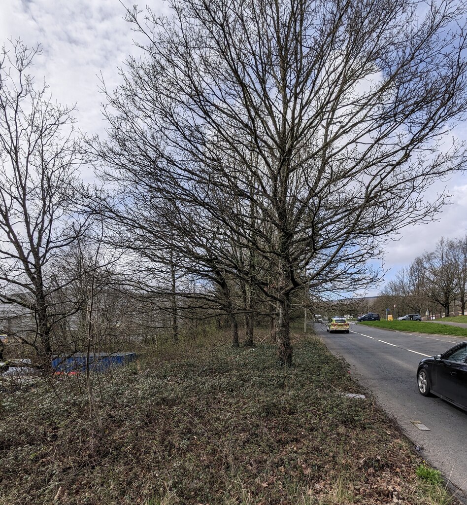 Deciduous trees in early Spring 2024,... © Jaggery cc-by-sa/2.0 ...