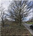 ST2993 : Deciduous trees in early Spring 2024, Llantarnam Park Way, Cwmbran by Jaggery