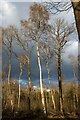 TL7805 : Silver birch capturing the spring sun, Danbury Ridge Nature Reserves by Roger Jones