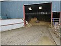 Lambing sheds at Pwllan farm near Tregynon, Powys