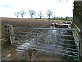 Ewes in a field near Pwllan farm