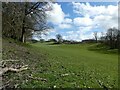 Spring time sheep pastures