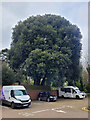 Fine tree by Newent town car park