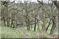 Steep woodland above Old Mill Lane