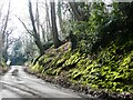 Mossy bank, Bysing Wood near Luddenham