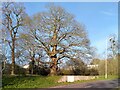 Whitley Abbey trees by Scimitar Way