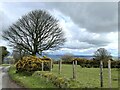 Tree and gorse by the Port Way