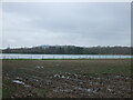 Waterlogged field towards Manley Mere