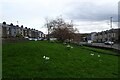 Daffodils near Sunderland Terrace