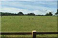 Birds on pastureland