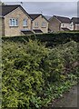 Houses behind a hedge, Chester Close, New Inn, Torfaen