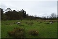 NY3605 : Sheep grazing moorland near Pelter Bridge by DS Pugh