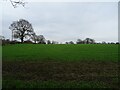 Crop field, Tilstone Fearnall