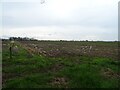 Stubble field off Long Lane