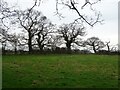 Grazing off Minshull Lane