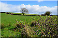 Carony Townland