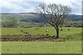 Pasture, Caldbeck