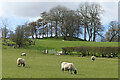 Pasture, Caldbeck