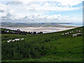 Grazing by Mynydd Bychan