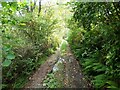 The track leading to Plas Oerddwr