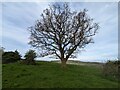 Lone tree in field in Kenley