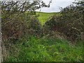 Footpath gap in the hedge