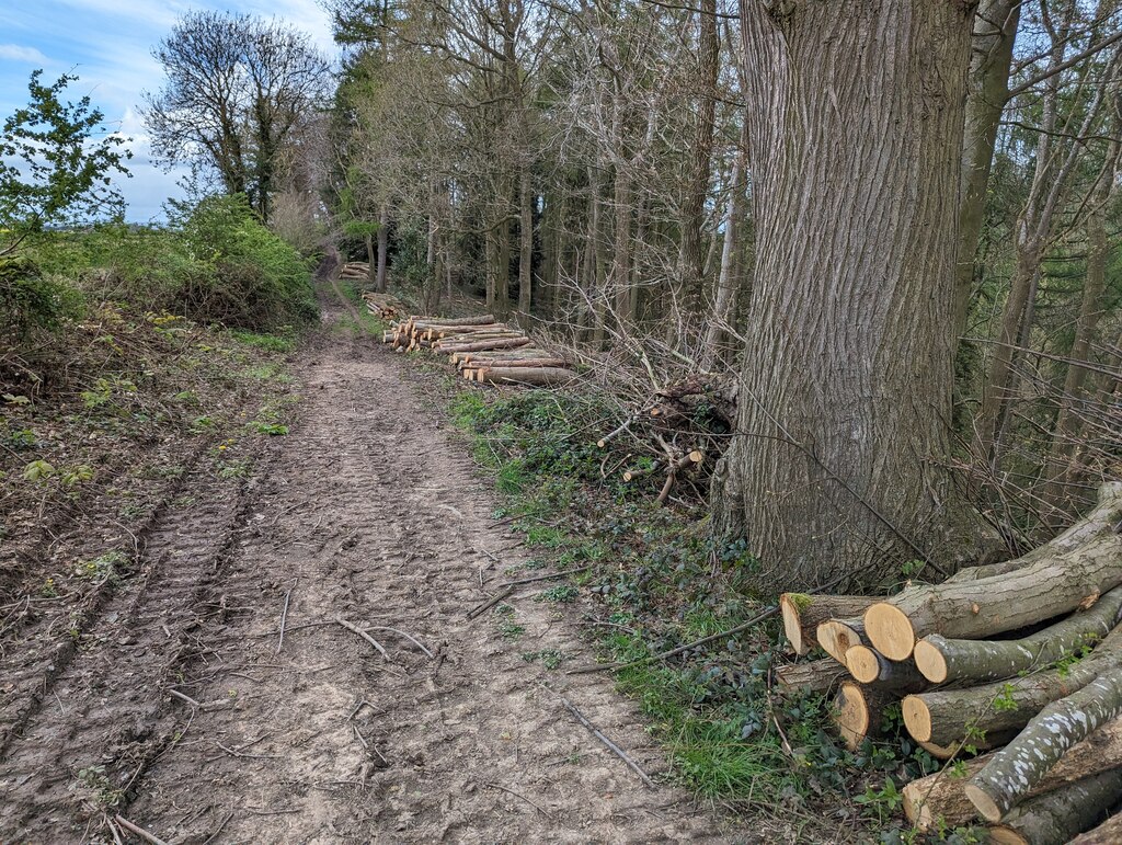 Felled trees by the bridleway © TCExplorer cc-by-sa/2.0 :: Geograph ...