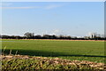 TQ9726 : Romney Marsh farmland by N Chadwick
