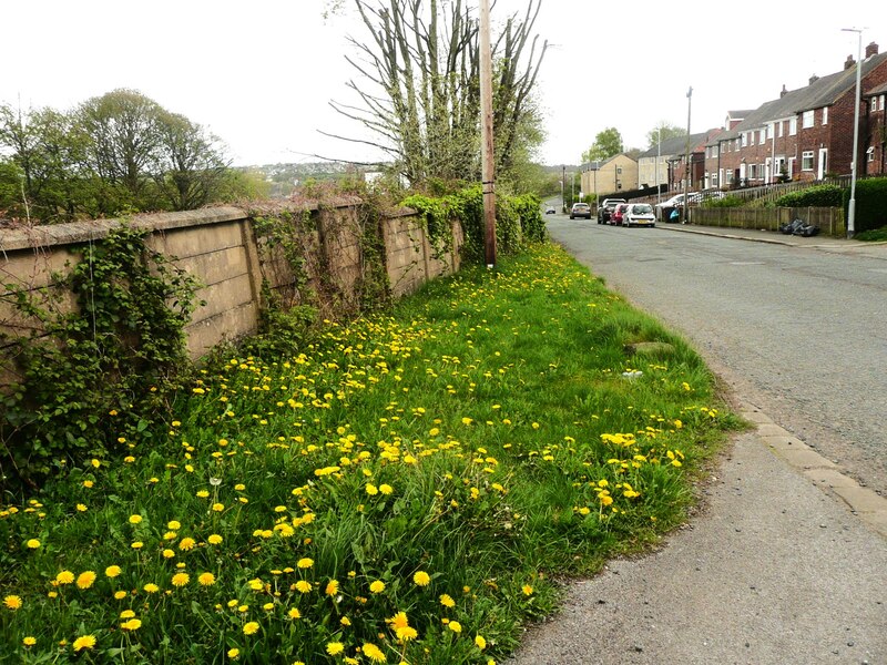 Dandelions on the grass verge, Lillands... © Humphrey Bolton cc-by-sa/2 ...