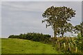 Aust : Grassy Field