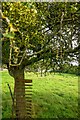 Aust : Littleton-Upon-Severn - Grassy Field