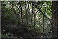 SD7704 : Steep, wooded hillside by N Chadwick