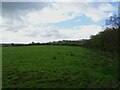 Grazing and hedgerow near Cymunod