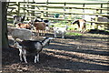 Buttercup Sanctuary for Goats