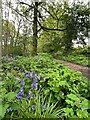 Bluebells beside a footpath