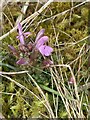 Pedicularis sylvatica - Common lousewort