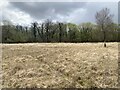 Path across a field of winter grasses