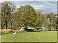 Lamb gambolling across a field