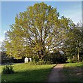 Oak tree by Exhall Road, Keresley