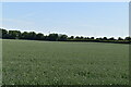 Wheat field