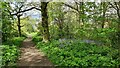 Path by Owler Beck, Kettlesthorpe