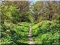 Footpath in Peter Elderfield Memorial Wood