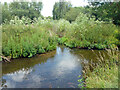 Branch on River Brain, Witham