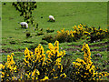 Sheep among the whins, Cashel