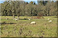 Sheep, Linton Park