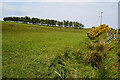 Line of trees, Binnafreaghan