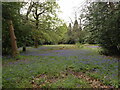 Bluebells, Furnace Wood