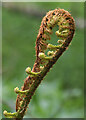 An unfolding fern frond